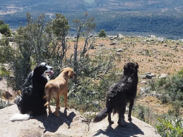 Cedar trees in the rain